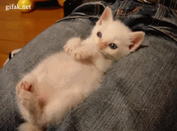 giphy (2).gif