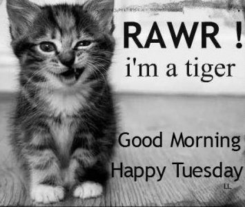 Happy Tuesday!.jpeg