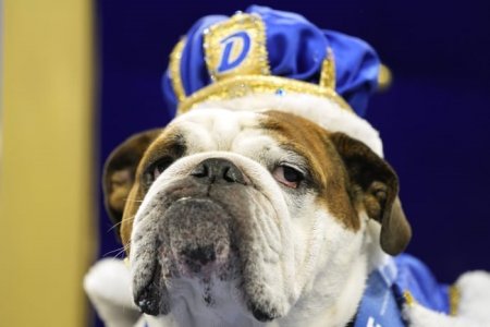bulldog.jpg