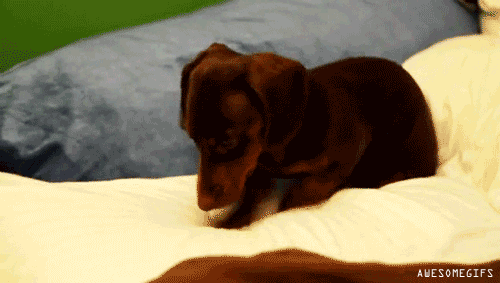 tumblr_mgmr5hBoeq1s2gg27o1_500.gif