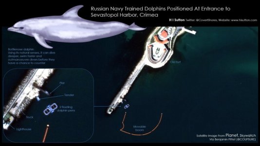 dolphins.jpg