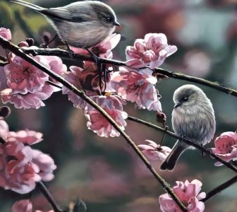 HD-wallpaper-birds-in-spring-animal-spring-bird-nature.jpg
