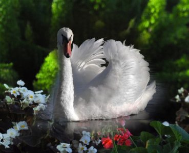 HD-wallpaper-elegance-wings-bird-beautiful-swan-lake.jpg