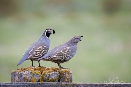 California quail.jpg