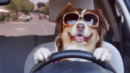 doggie driving car.jpg