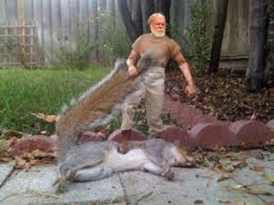 squirrel.jpg squirrel.jpg