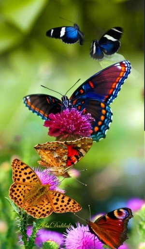 Butterfly-s-butterflies-43332853-746-1280.jpg