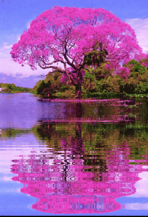animated-images-effects-generator-gifs-effects-images-pictures-blog-gif-transform-image-animat...gif
