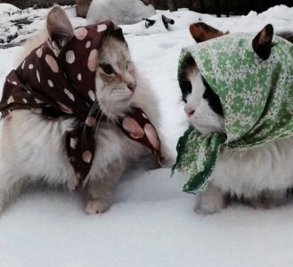 cat babushkas.jpg