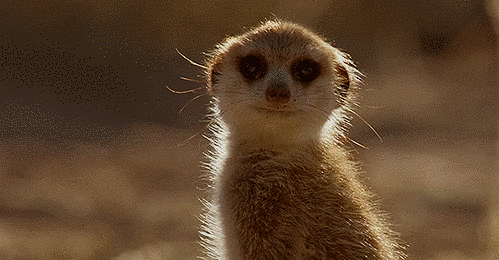tumblr_c042ffc44b7e9e33af16040cb8798502_c6294d67_500.gif