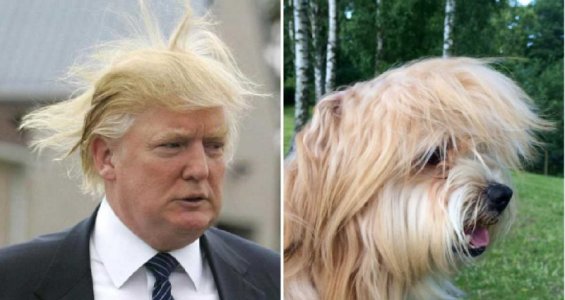 Which-Dog-Looks-Most-Like-The-Real-Donald-Trump.jpg