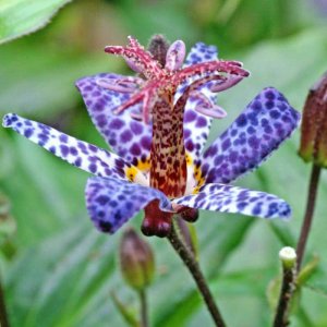 tricyrtis-hirta-blue-wonder-.jpg