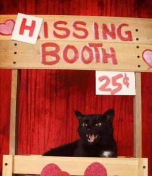 cat hissing booth.jpg