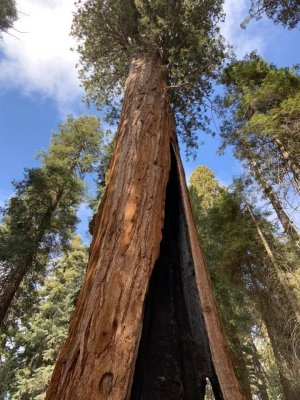 sequoia gen sherman.jpg