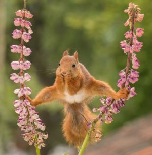 comedy-wildlife-awards-squirel.jpg
