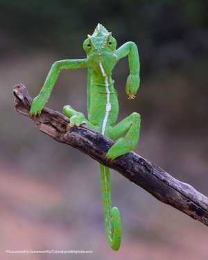 06comedy-wildlife-photos1.jpg