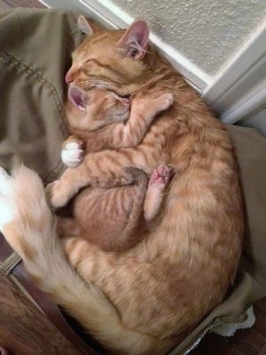 cat hug 4 fb.jpg