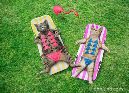 CatsBikini.jpg