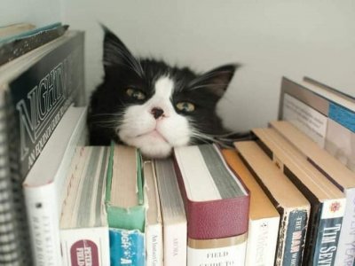mickey cat.jpg
