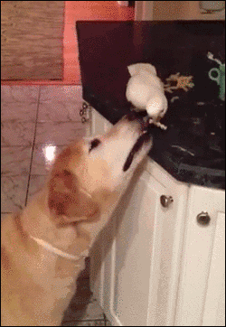 05-funny-gif-149-bird-feed-dog.gif