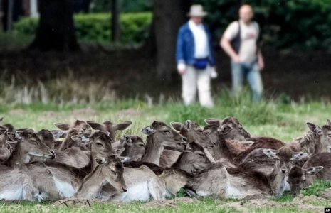 deer.jpg