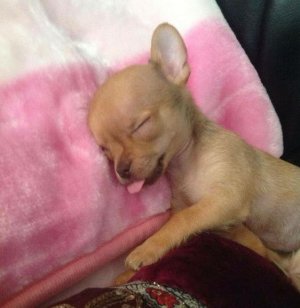The 10 Most Awkward Chihuahua Sleeping Positions.jpeg