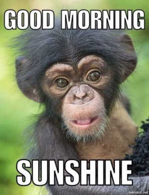 ChimpGoodMorning.jpg