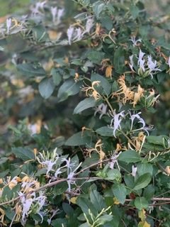 2DAAD499-5D34-4EAE-91AE-2A67C9966E97.jpeg