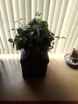 Hassock & Plant.jpeg