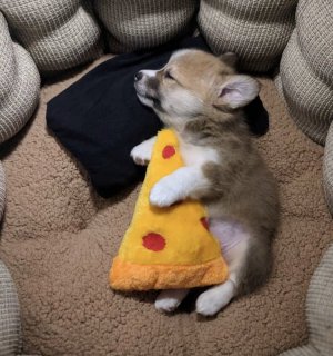 WeRateDogs® on Twitter.jpeg
