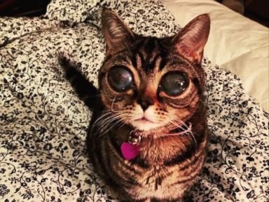alien eyed cat.jpeg