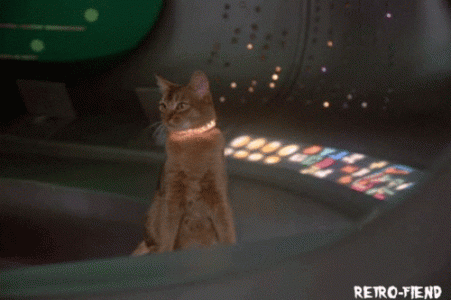 alien cat.gif