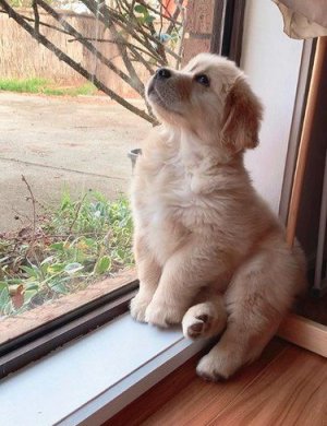16 Golden Retriever Puppies Who Are Too Pure For This World _ Cuteness.jpeg