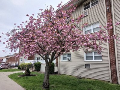 Cherry Blossom Toward Lot.jpeg