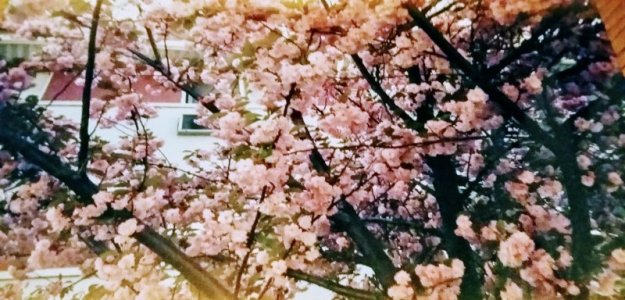 Cherry Blossom Close Up.jpeg