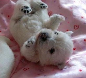 How to Choose a West Highland White Terrier.jpeg