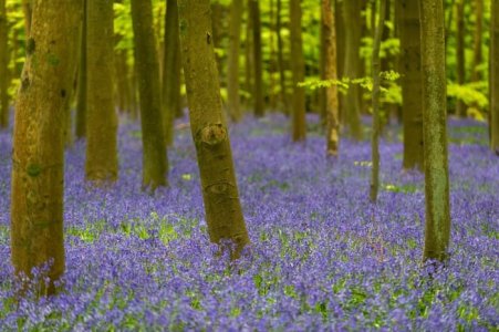 bluebells.jpg