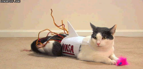 nasa cat.gif