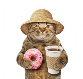 ready_cat.jpg