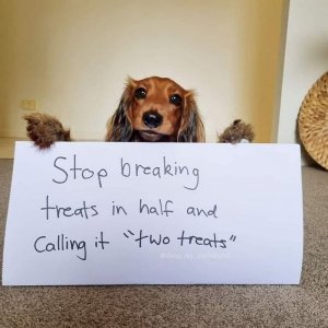 dogs050722.jpg