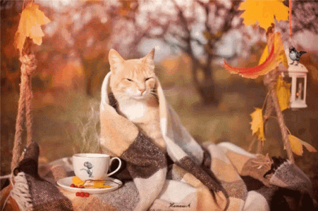 cat-table-bird-leaf.gif