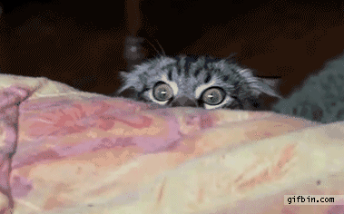 sneaky cat.gif