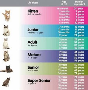 cats.jpg
