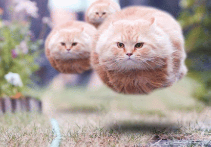 hovering cats.gif