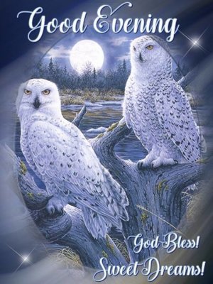 370716-Owl-Good-Evening-Quotes.jpg