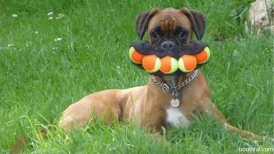 dog.jpg