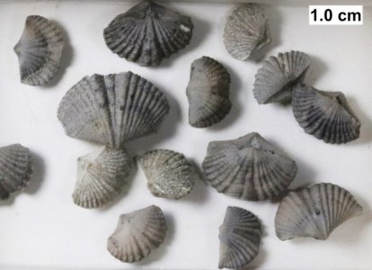 Brachiopod.jpg
