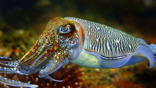 Cuttlefish.jpg
