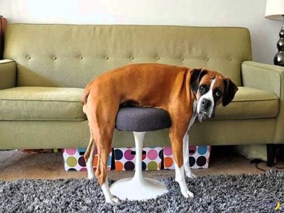 Dog-In-Funny-Situations-Image.jpg