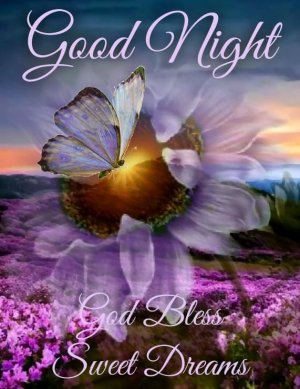 390342-Good-Night-Butterfly.jpg